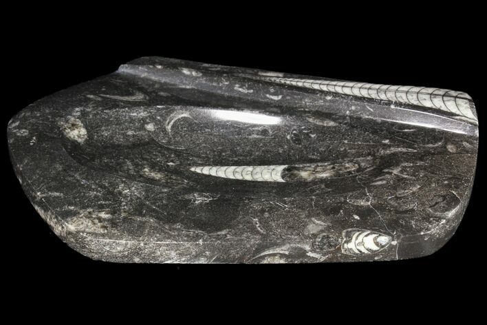 Decorative Tray with Orthoceras Fossils - Morocco #85339